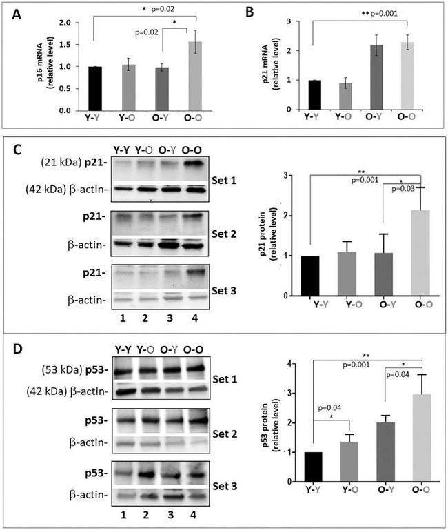 beta Actin Antibody in Western Blot (WB)