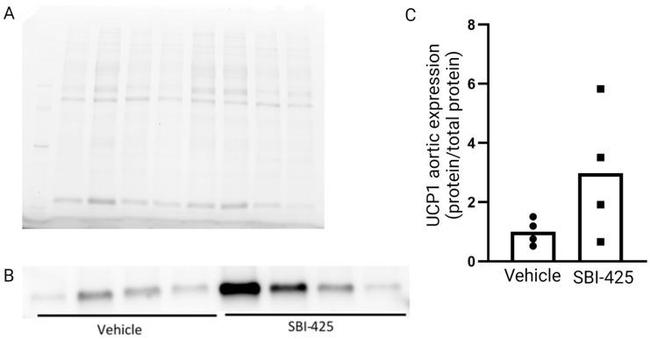 UCP1 Antibody in Western Blot (WB)