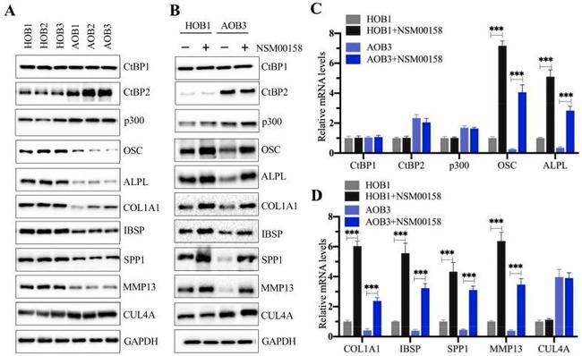 Collagen I Antibody in Western Blot (WB)