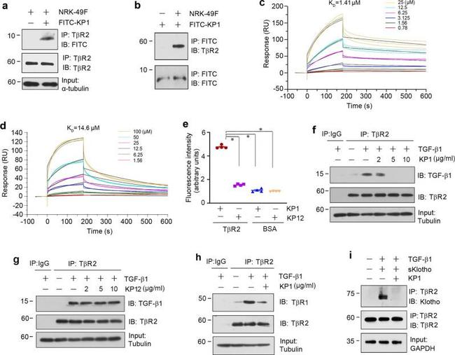 FITC Antibody in Immunoprecipitation (IP)