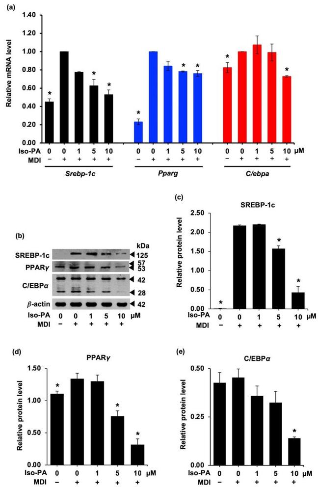 SREBP1 Antibody in Western Blot (WB)