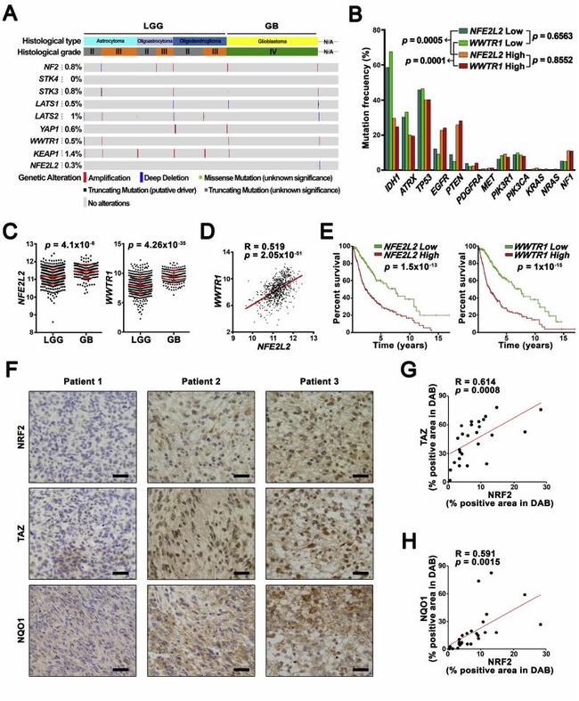 Nrf2 Antibody in Immunohistochemistry (IHC)