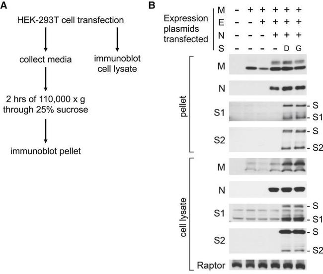 SARS Coronavirus Matrix Antibody in Western Blot (WB)