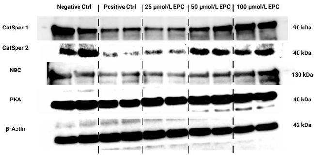 beta Actin Antibody in Western Blot (WB)