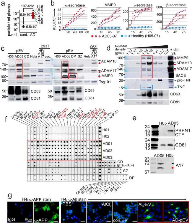 BACE1 Antibody in Western Blot (WB)