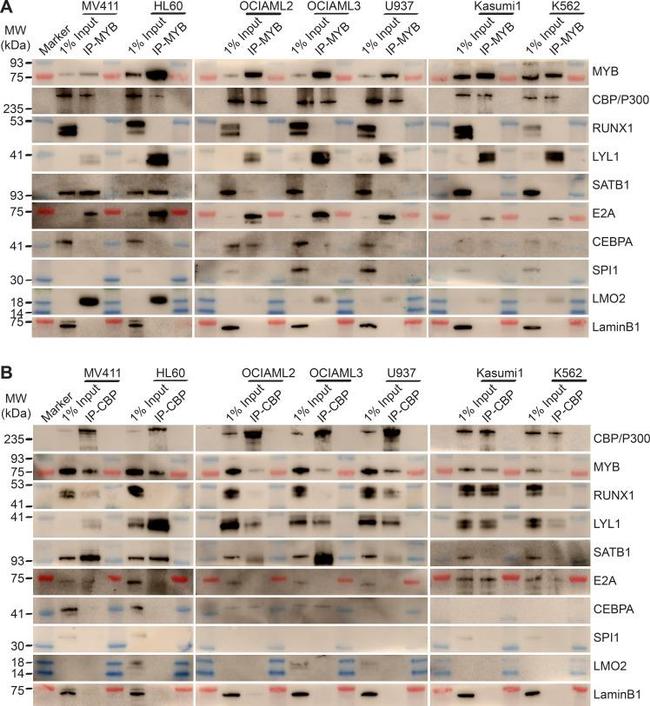 CBP Antibody in Western Blot (WB)