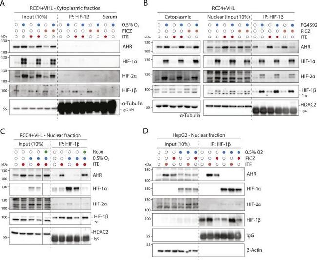 HDAC2 Antibody in Western Blot (WB)