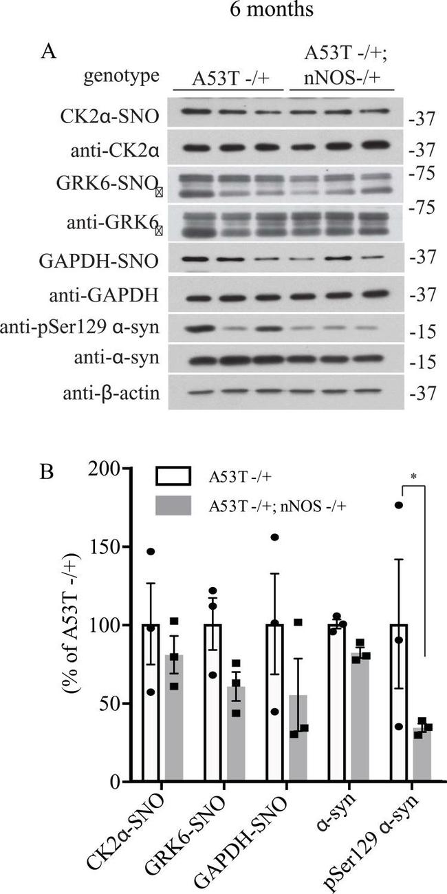 GAPDH Antibody in Western Blot (WB)