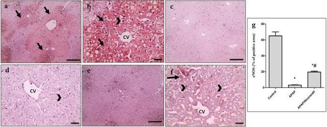 eNOS Antibody in Immunohistochemistry (IHC)