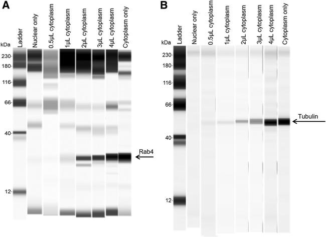 Rab4 Antibody in Western Blot (WB)