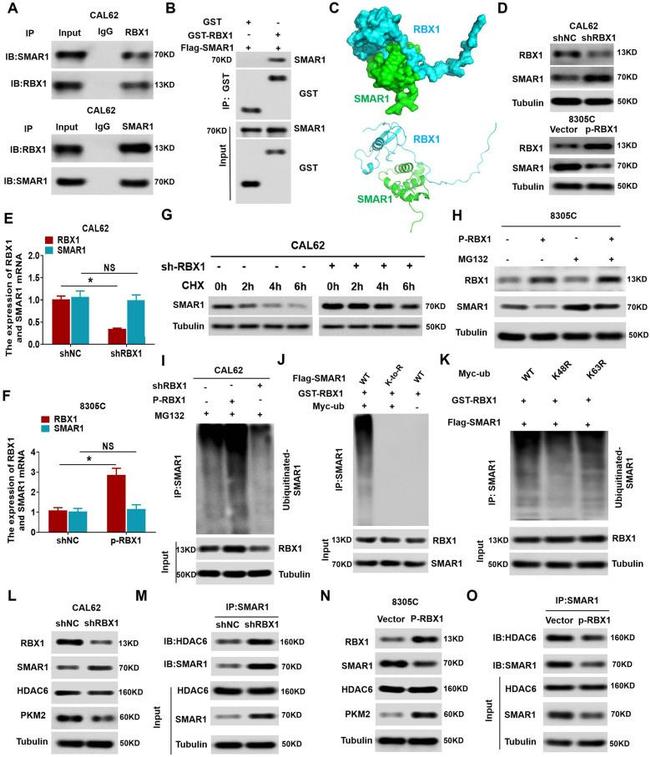 BANP Antibody in Western Blot, Immunoprecipitation (WB, IP)