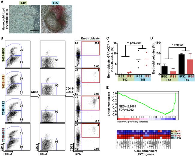 CD33 Antibody in Flow Cytometry (Flow)