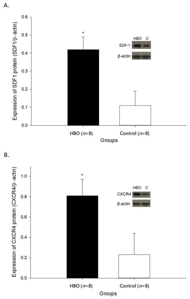 SDF1 Antibody in Western Blot (WB)