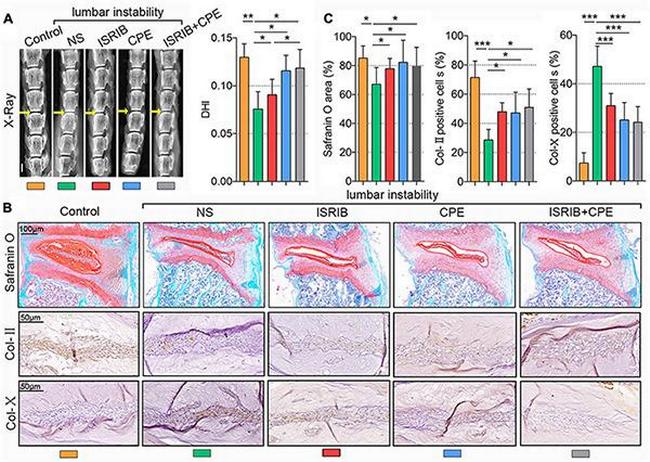 Collagen II Antibody in Immunohistochemistry, Immunohistochemistry (Paraffin) (IHC, IHC (P))