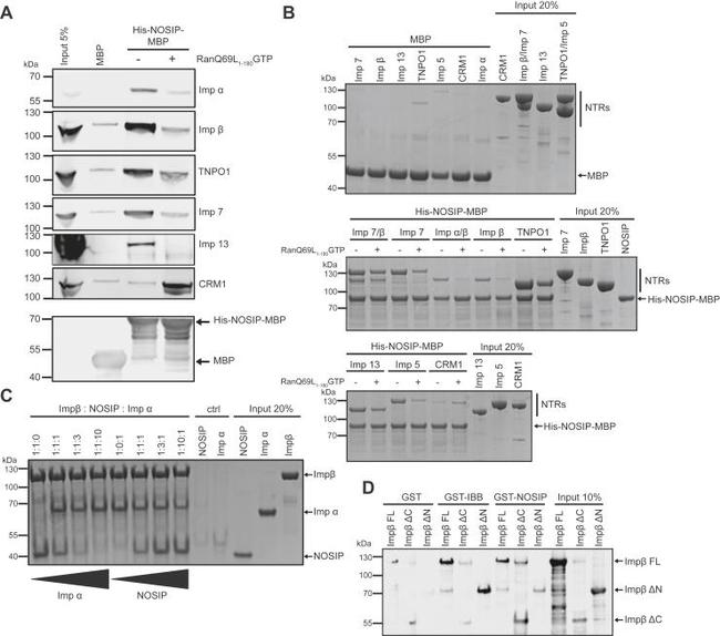 Importin 7 Antibody in Western Blot (WB)