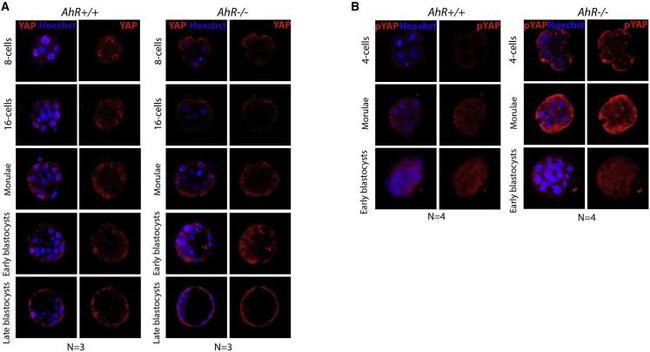 Phospho-YAP1 (Ser127) Antibody in Immunocytochemistry (ICC/IF)