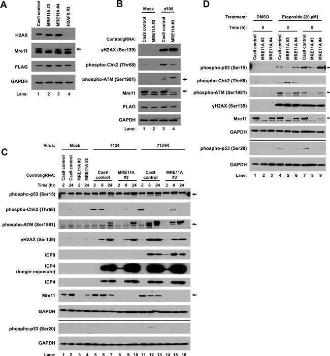 Phospho-p53 (Ser20) Antibody in Western Blot (WB)