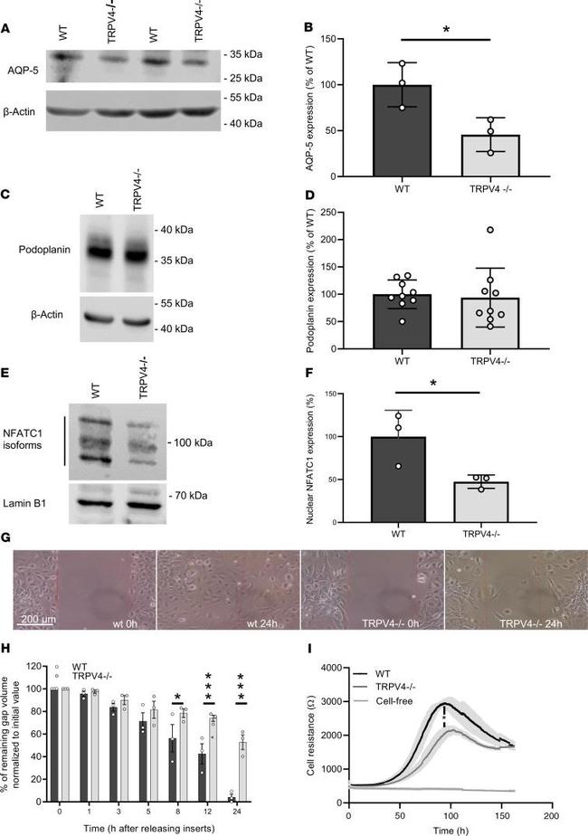 Lamin B1 Antibody in Western Blot (WB)