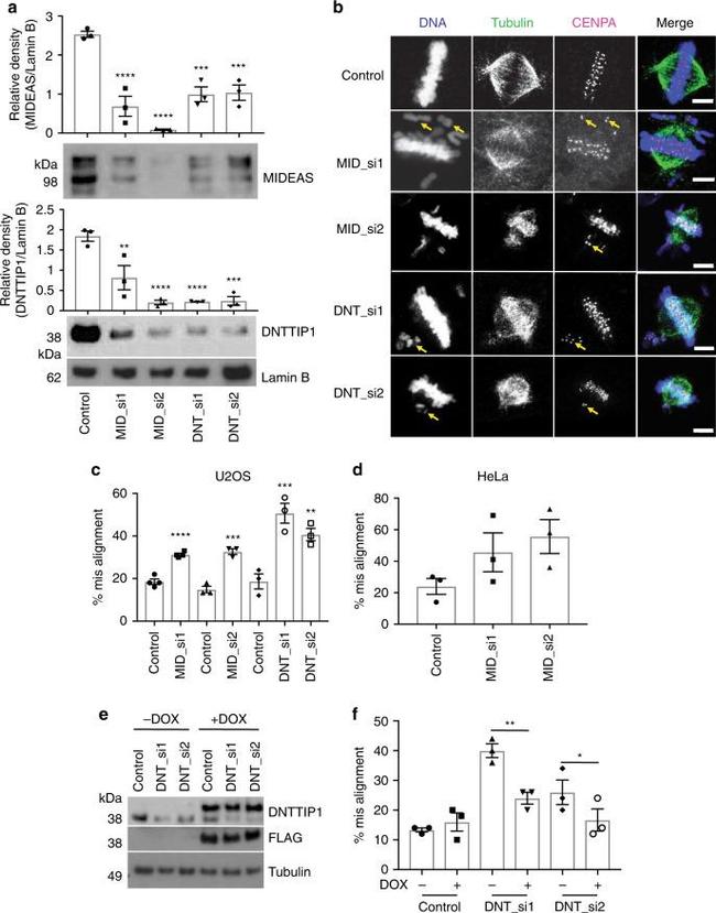 alpha Tubulin Antibody in Immunocytochemistry (ICC/IF)