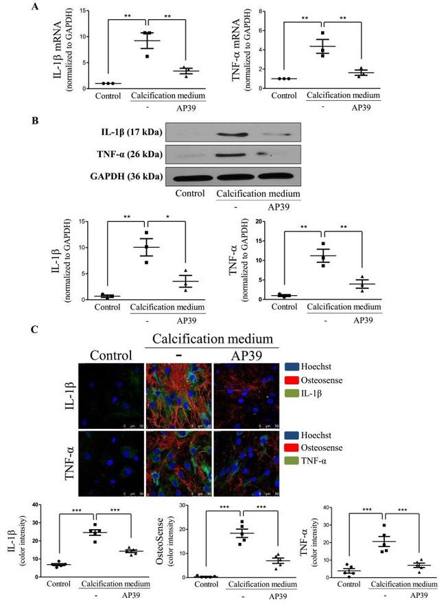 TNF alpha Antibody in Western Blot (WB)