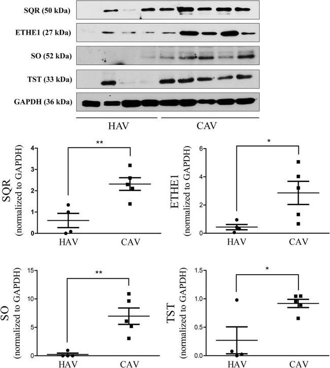 ETHE1 Antibody in Western Blot (WB)