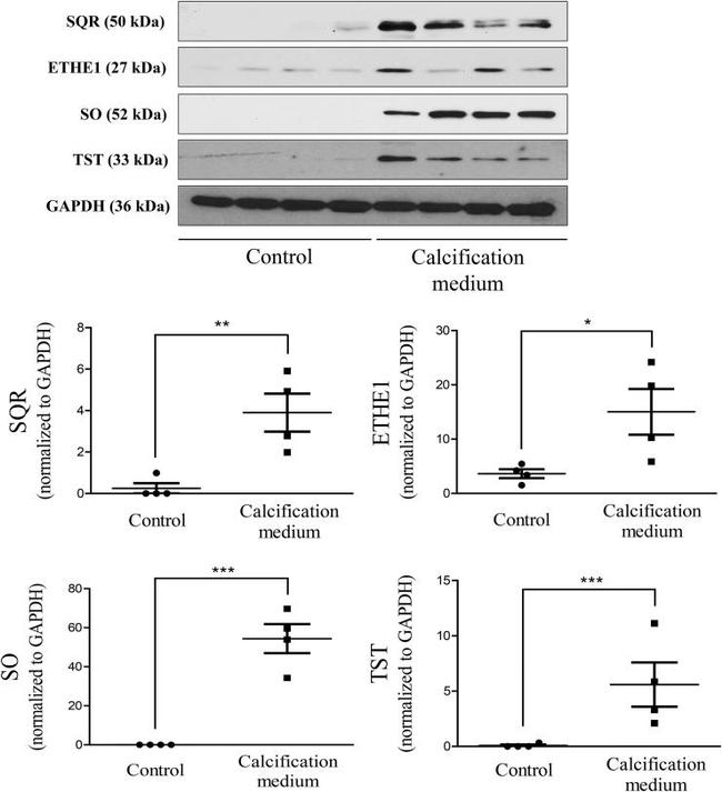 ETHE1 Antibody in Western Blot (WB)