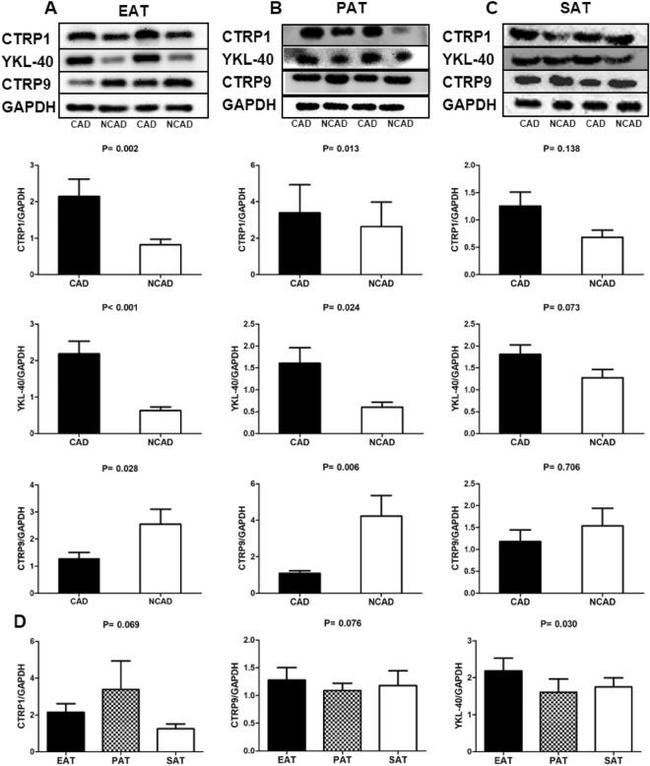 C1QTNF9 Antibody in Western Blot (WB)