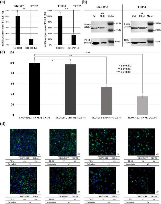 PD-L1 Antibody in Western Blot (WB)