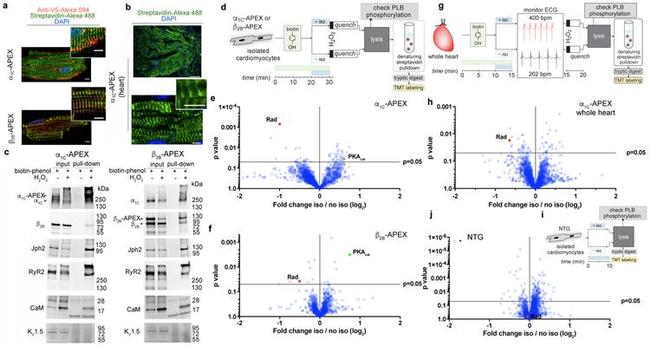 JPH2 Antibody in Western Blot (WB)