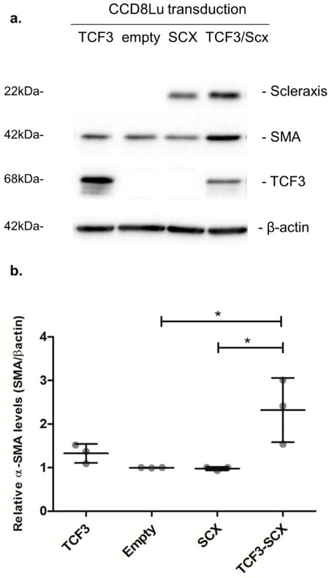 SCXA Antibody in Western Blot (WB)