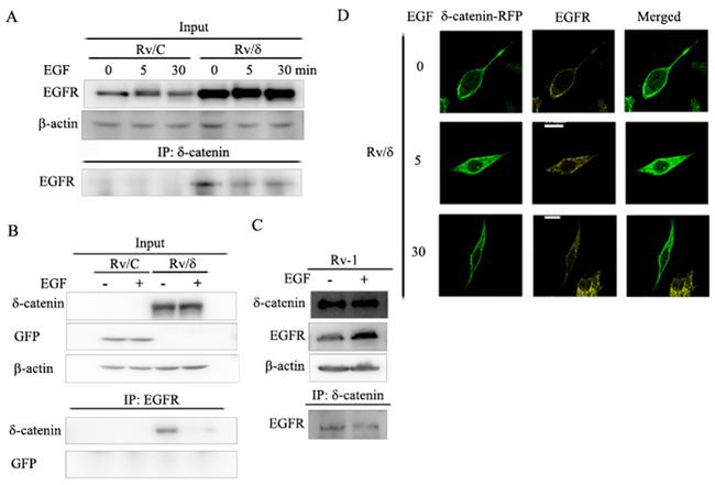 EGFR Antibody