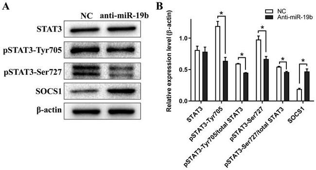 SOCS1 Antibody in Western Blot (WB)