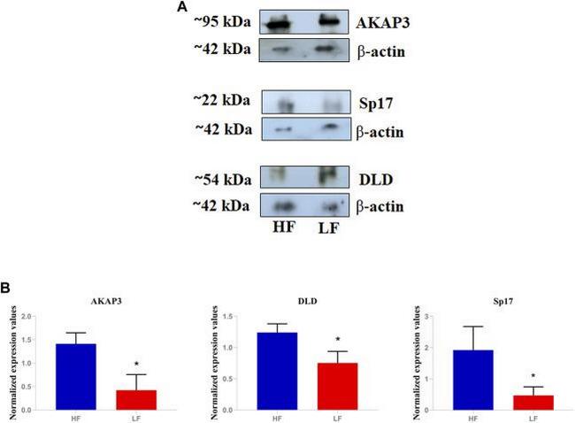 DLD Antibody in Western Blot (WB)