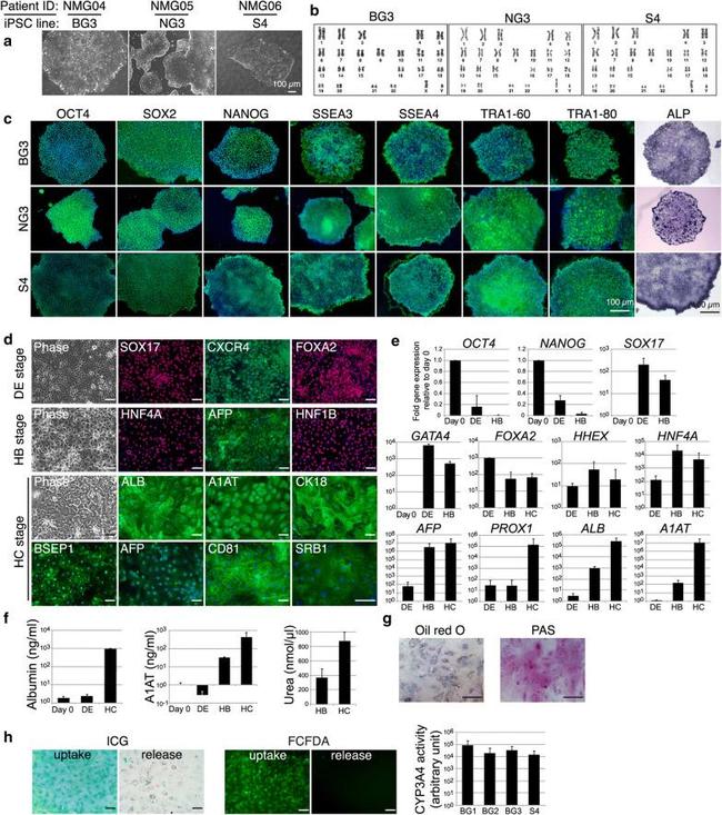 ABCB11 Antibody in Immunocytochemistry (ICC/IF)