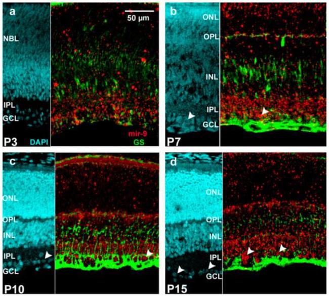 Glutamine Synthetase Antibody in In Situ Hybridization (ISH) (ISH)