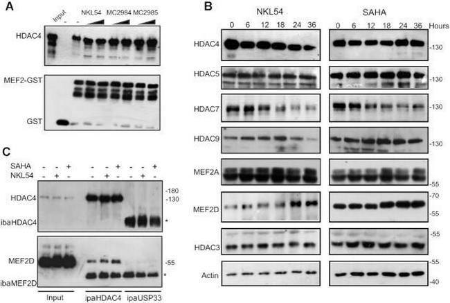 HDAC3 Antibody in Western Blot (WB)