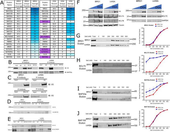 SMARCC1 Antibody in Immunoprecipitation (IP)