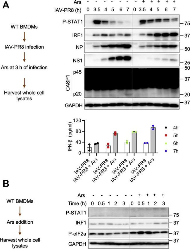 Influenza A NP Antibody in Western Blot (WB)