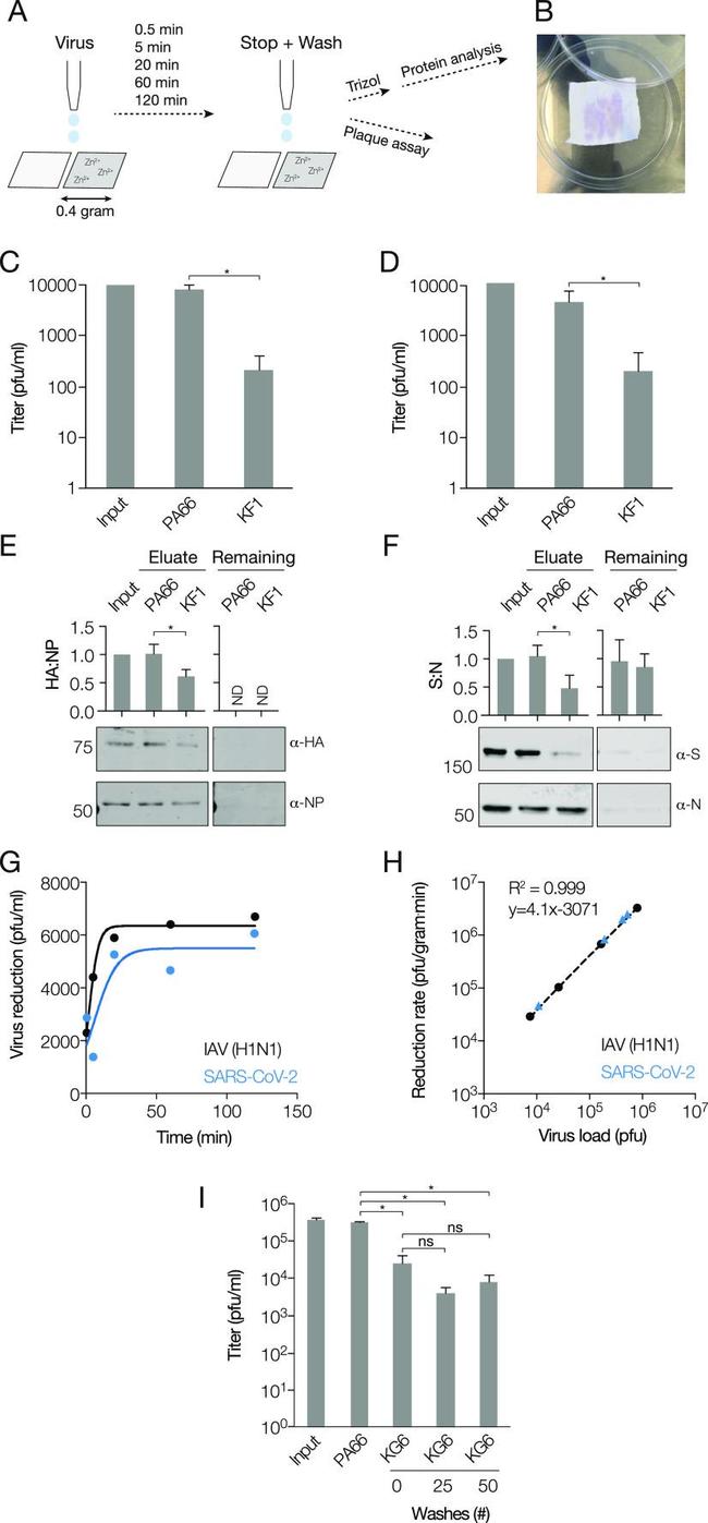 Influenza A H1N1 HA Antibody in Western Blot (WB)