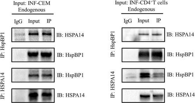 HSPBP1 Antibody in Western Blot, Immunoprecipitation (WB, IP)