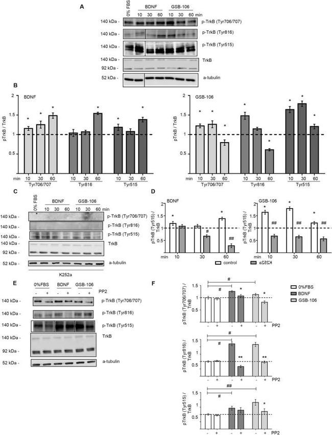 Phospho-TrkB (Tyr516) Antibody in Western Blot (WB)