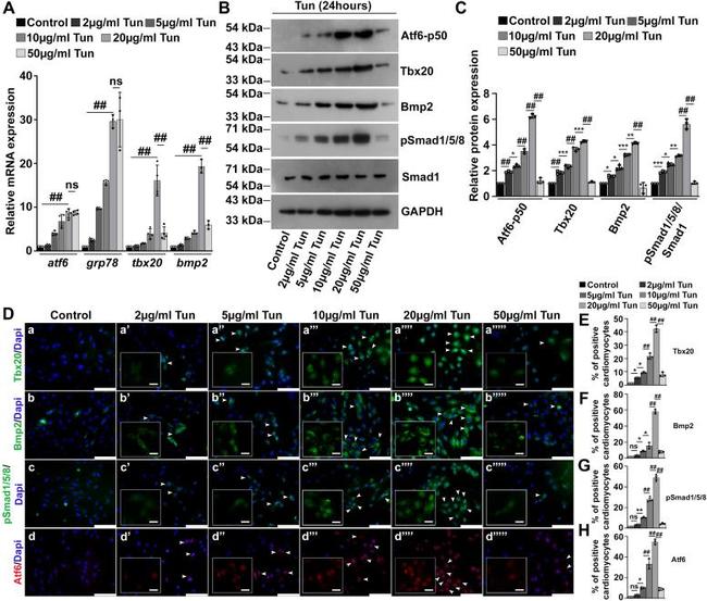 BMP-2 Antibody in Western Blot (WB)