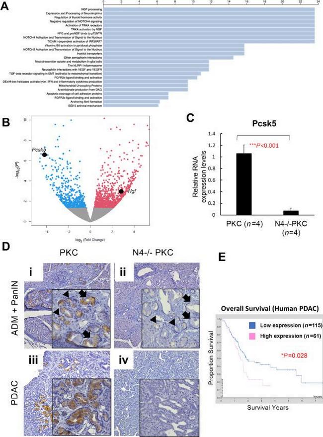 PCSK5 Antibody in Immunohistochemistry, Immunohistochemistry (Paraffin) (IHC, IHC (P))