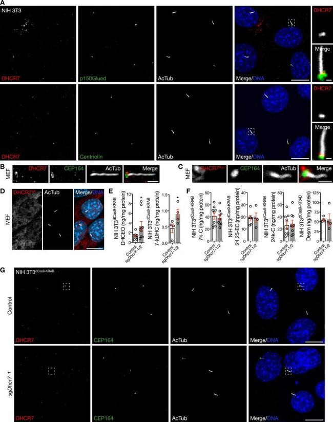 DHCR7 Antibody in Immunocytochemistry (ICC/IF)