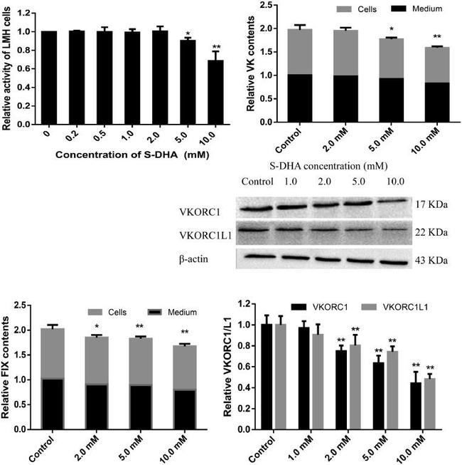 VKORC1L1 Antibody in Western Blot (WB)