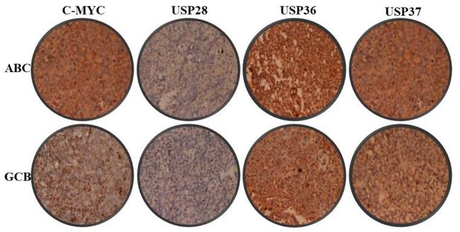 USP28 Antibody in Immunohistochemistry (IHC)