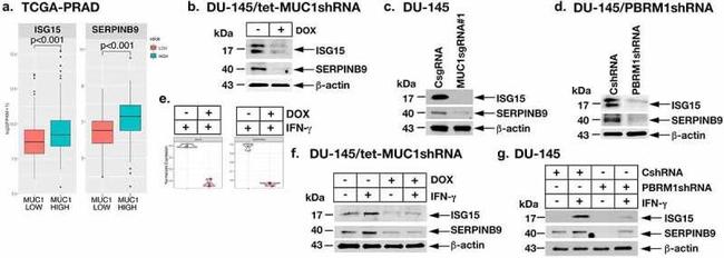 SERPINB9 Antibody in Western Blot (WB)