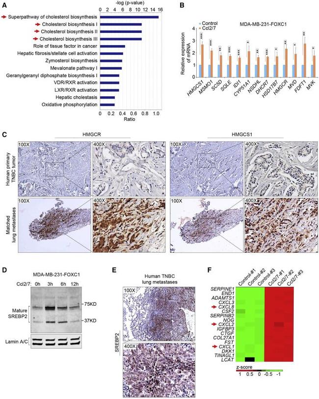 HMGCR Antibody in Immunohistochemistry (IHC)