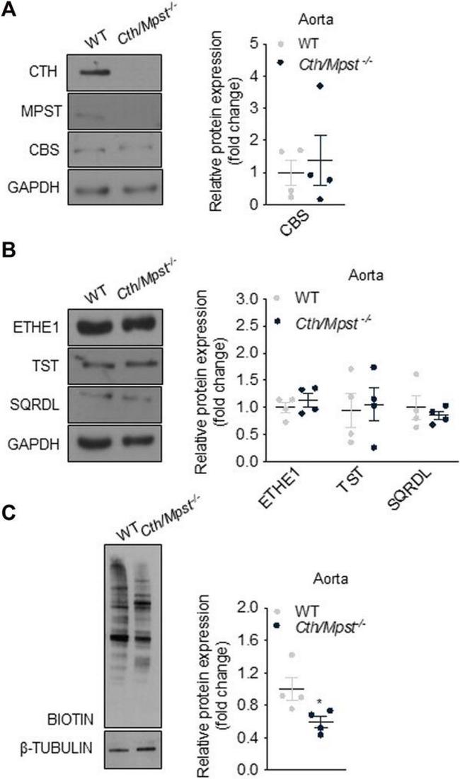 ETHE1 Antibody in Western Blot (WB)