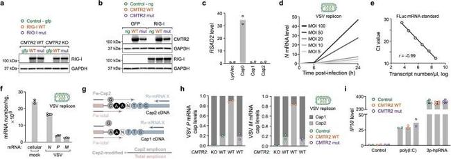 FTSJD1 Antibody in Western Blot (WB)